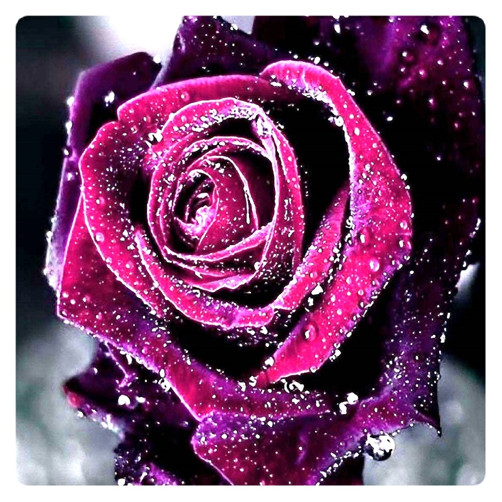 Meet your Posher, Danna